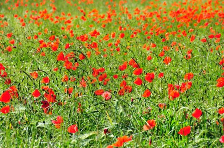 Poppies (Papaver rhoeas) growing in a wheat field, PublicGround