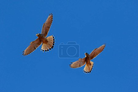 Two Common kestrels (Falco tinnunculus) gliding, blue sky, Schleswig-Holstein, Germany, Europe