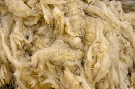 Shorn sheep wool background