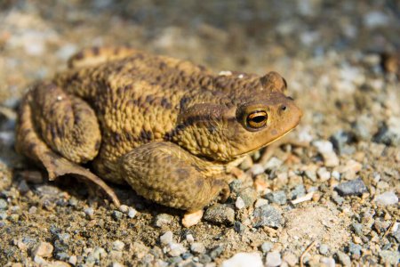 Common toad (Bufo bufo) on ground, Styria, Austria, Europe