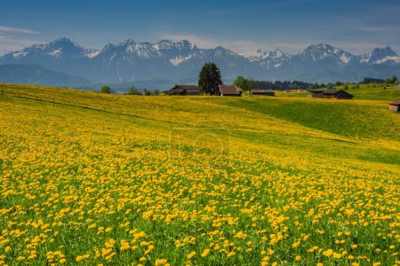 Blooming Dandelion meadow (Taraxacum), natural landscape at Fuessen, Ostallgaeu, Bavaria, Germany, Europe