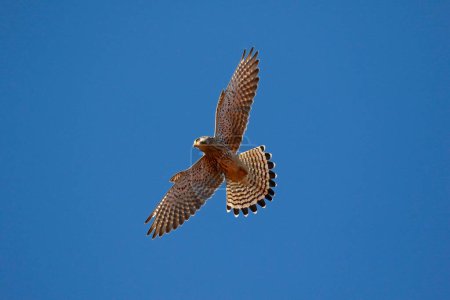 Common Common Kestrel (Falco tinnunculus) gliding, blue sky, Schleswig-Holstein, Germany, Europe