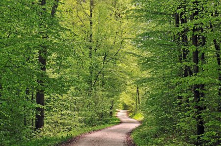Pista forestal en primavera, hayas (Fagus sylvatica), Alpes suabios, Baden-Wuerttemberg, Alemania, Europa