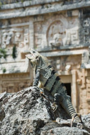 iguane à queue épineuse noire (Ctenosaura similis), Chichen Itza, Yucatan, Mexique, Amérique centrale