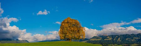 Herbstfärbende Linde, Solitärbaum auf der Wittelsbacher Höhe, Rundblick, Illertal, Allgäu, Bayern, Deutschland, Europa