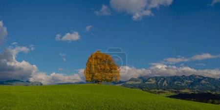 Linden tree (Tilia) with autumn colouring, solitary tree on the Wittelsbacher Hoehe, panoramic view, Illertal, Allgaeu, Bavaria, Germany, Europe