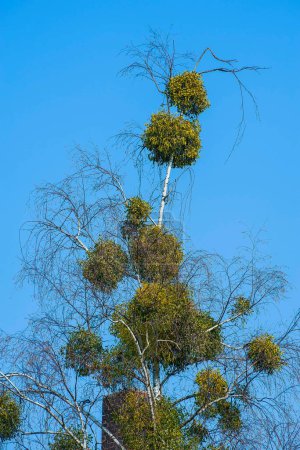 Many mistletoes (Viscum) on a birch, Munich, Upper Bavaria, Bavaria, Germany, Europe