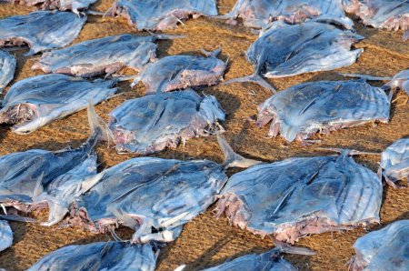 Pescado seco, secado de pescado en alfombras de coco en la playa, Negombo, Sri Lanka, Asia meridional, Asia