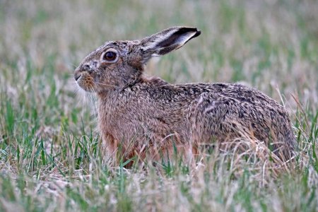 European hare (Lepus europaeus) sits in a meadow, Burgenland, Austria, Europe