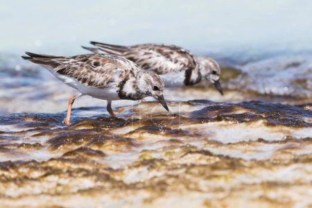 Two Ruddy turnstones (Arenaria interpres) searching for food in shallow water, Cayo Santa Maria, Cuba, Central America