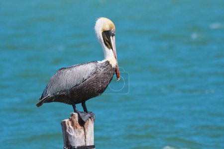 Brown Pelican (Pelecanus occidentalis) sits on post by the sea, Cayo Santa Maria, Cuba, Central America
