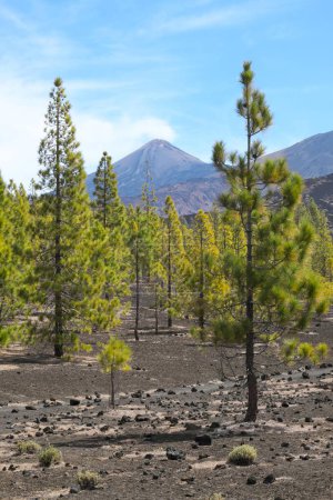 Canary Island pines (Pinus canariensis) off Volcano Teide, Teide National Park, Tenerife, Canary Islands, Spain, Europe