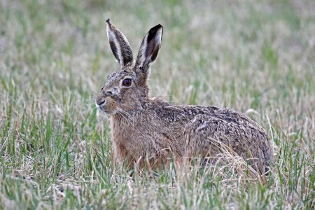 European hare (Lepus europaeus) sits attentively in a meadow, Burgenland, Austria, Europe