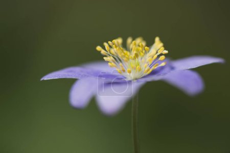 Anémone bleue du bois (Anemone nemorosa Royal Blue), Emsland, Basse-Saxe, Allemagne, Europe