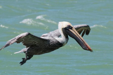 Brown Pelican (Pelecanus occidentalis), vuela sobre el agua, Rio Lagartos, Yucatán, México, Centroamérica
