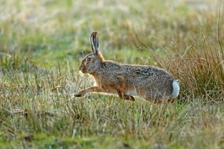 European hare (Lepus europaeus) runs in a meadow, Burgenland, Austria, Europe