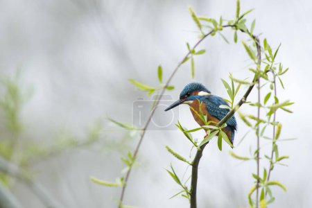 Common kingfisher (Alcedo atthis) sits on willow branch with fresh green, Hesse, Germany, Europe
