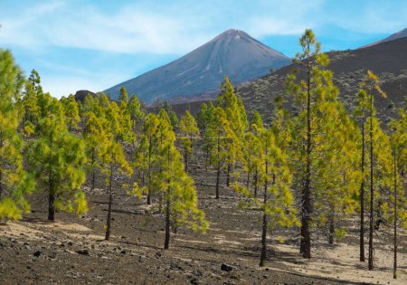 Canary Island pines (Pinus canariensis) off Volcano Teide, Teide National Park, Tenerife, Canary Islands, Spain, Europe