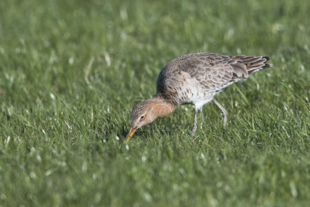 Black-tailed godwit (Limosa limosa), foraging on a meadow, East Frisia, Lower Saxony, Germany, Europe