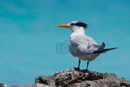 Royal Tern (Sterna maxima) stands on rock, Cayo Santa Maria, Cuba, Central America