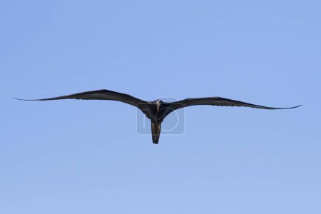 Magnífico frigatebird (Fregata magnificens), volando, Rio Lagartos, Yucatán, México, Centroamérica