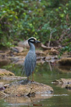 Yellow-crowned night heron (Nyctanassa violacea) stands on stone by the water, Parque Guanayara, Cuba, Central America