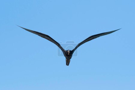 Magnificent frigatebird (Fregata magnificens), flying, Rio Lagartos, Yucatan, Mexico, Central America