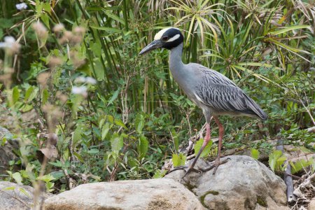 Yellow-crowned night heron (Nyctanassa violacea) stands on stone, Parque Guanayara, Cuba, Central America