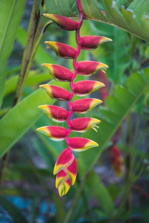 Hanging Lobster-claw (Heliconia rostrata), flower, Izamal, Yucatan, Mexico, Central America