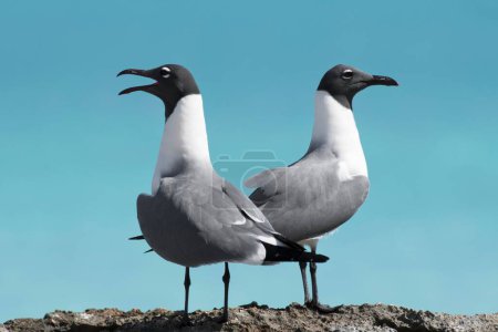 Two Laughing gulls (Larus atricilla), animal couple, Cayo Santa Maria, Cuba, Central America