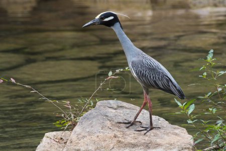 Yellow-crowned night heron (Nyctanassa violacea) stands on stone by the water, Parque Guanayara, Cuba, Central America