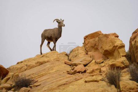 Desert bighorn sheep (Ovis canadensis nelsoni) stands on red sandstone rock, Rainbow Vista, Valley of Fire State Park, Nevada, USA, North America