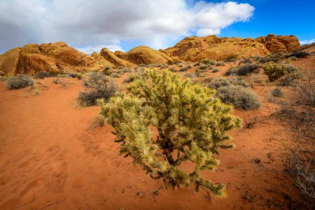 Cholla-Kaktus (Cylindropuntia bigelovii) in Wüstenlandschaft, Rainbow Vista, Mojave-Wüste, Valley of Fire State Park, Nevada, USA, Nordamerika