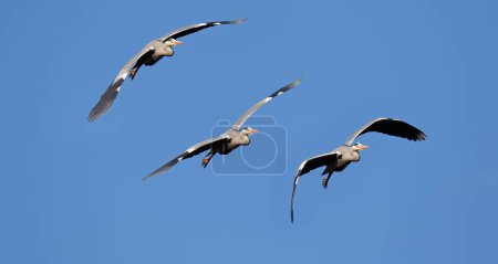 Flight study from a Grey herons (Ardea cinerea), Schleswig-Holstein, Germany, Europe