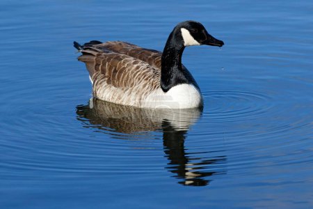 Floating Canada goose (Branta canadensis) reflected in the water, Schleswig-Holstein, Germany, Europe