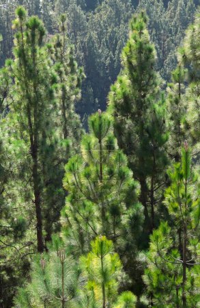 Canary Island pines (Pinus canariensis), Teide National Park, Tenerife, Canary Islands, Spain, Europe