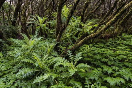 Bosque nuboso, bosque de laurel, Parque Nacional de Garajonay, Patrimonio de la Humanidad por la UNESCO, La Gomera, Islas Canarias, España, Europa
