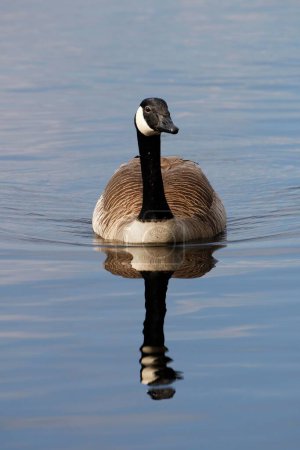 Floating Canada goose (Branta canadensis) reflected in the water, Schleswig-Holstein, Germany, Europe