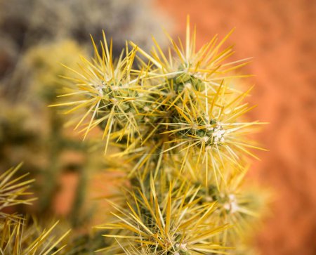 Cholla Cactus (Cylindropuntia bigelovii), detail, Rainbow Vista, Mojave Desert, Valley of Fire State Park, Nevada, USA, North America