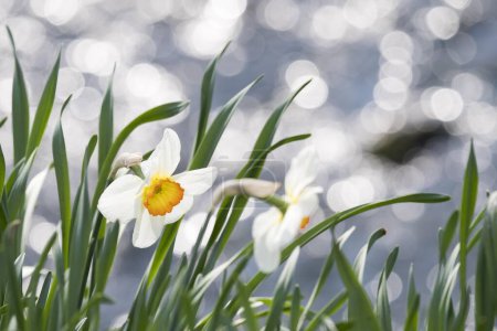 Narciso silvestre (Narcissus pseudonarcissus), reflejos de luz, Hesse, Alemania, Europa