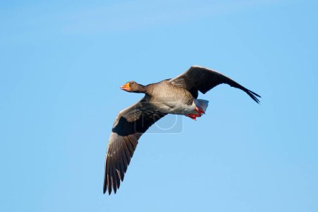 Greylag Goose (Anser anser), en vol, Schleswig-Holstein, Allemagne, Europe
