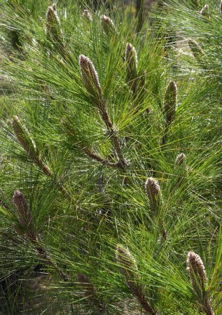 Canary Island pine (Pinus canariensis), close-up, Teide National Park, Tenerife, Canary Islands, Spain, Europe