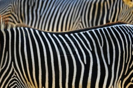 Closeup photo of the black and white fur stripes on the skin of a zebra.