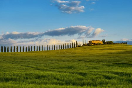 Tuscany landscape with cypresses and farmstead, sunset, San Quiricod 