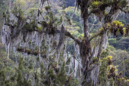 Árbol densamente cubierto de Barbas Viejas (Usnea), Valle de Orosi, Provincia de Cartago, Costa Rica, América Central