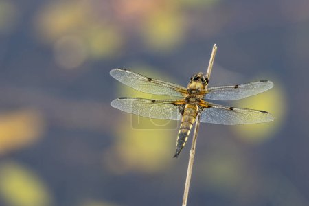Four-spotted chaser (Libellula quadrimaculata), Lower Saxony, Germany, Europe