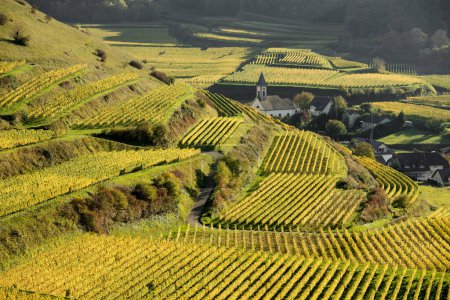 Village in the vineyards in autumn, Altvogtsburg, Oberbergen, Kaiserstuhl, Baden-Wrttemberg, Germany, Europe 
