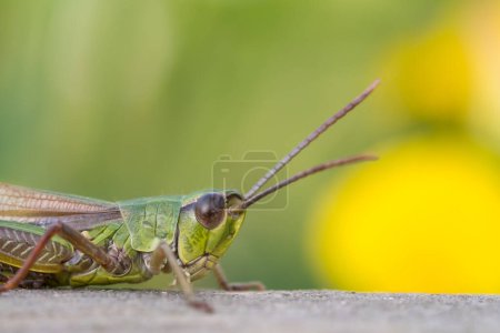 Meadow grasshopper (Chorthippus parallelus) on deadwood, portrait, Hesse, Germany, Europe