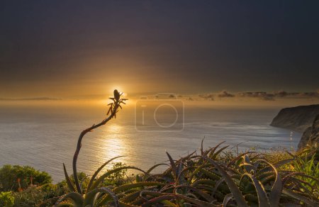 Sunset on the Atlantic Ocean, Aloe blossom in front of sun, Southwest coast, Madeira, Portugal, Europe