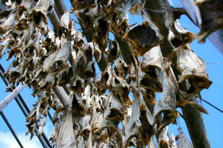 Dried fish hanging on a drying rack, stockfish, Vesteralen, Norway, Scandinavia, Europe